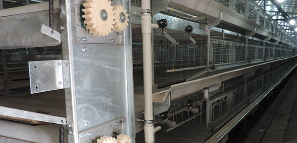 夏季規(guī)模化養(yǎng)雞舍通風(fēng)的模式探討